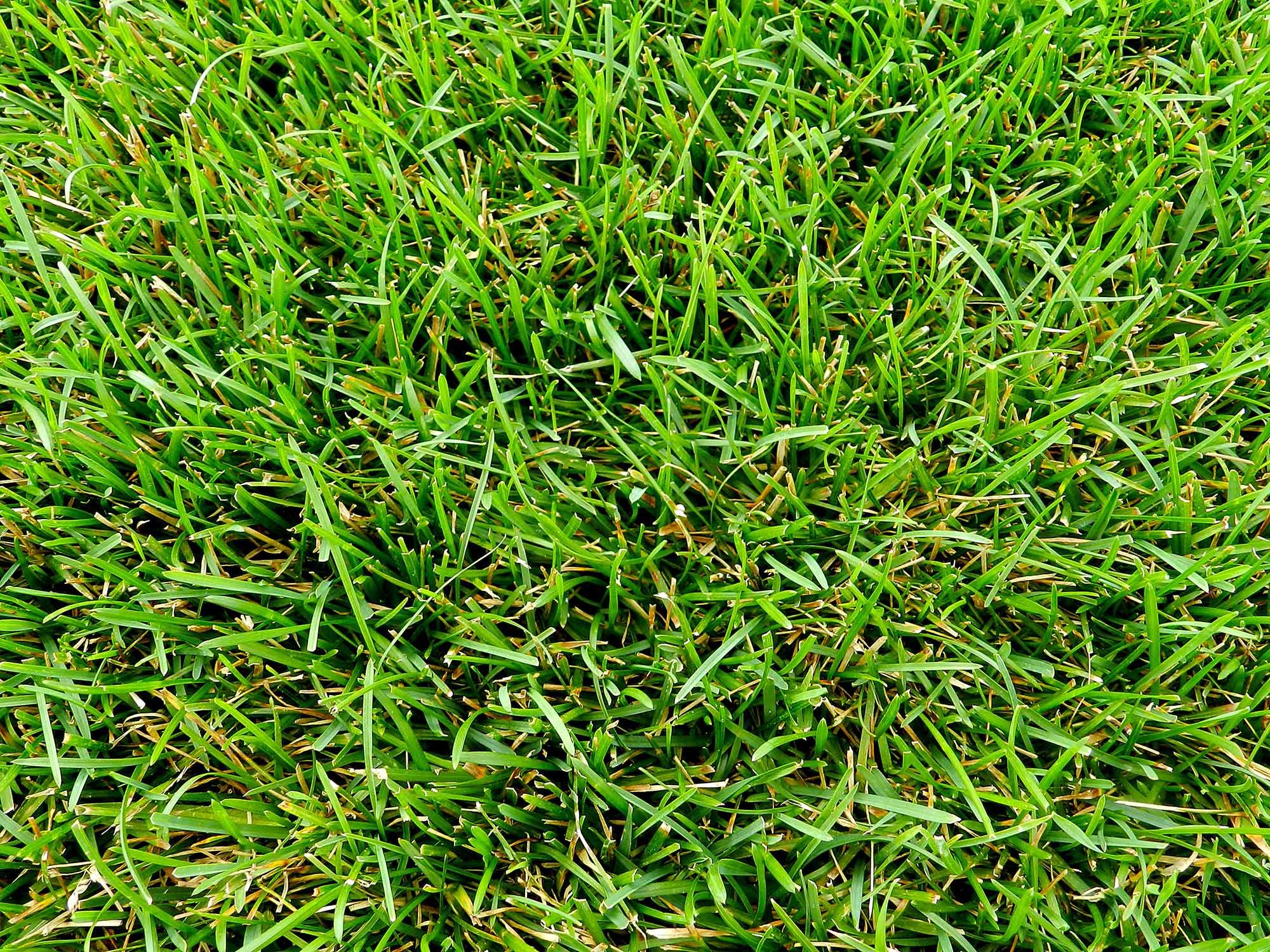 Close up of sod grass